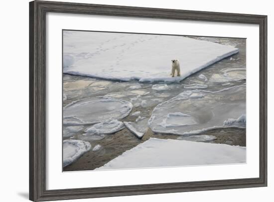 Norway, Svalbard, Spitsbergen. Polar Bear Stands on Sea Ice-Jaynes Gallery-Framed Photographic Print
