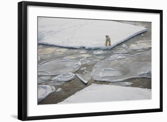 Norway, Svalbard, Spitsbergen. Polar Bear Stands on Sea Ice-Jaynes Gallery-Framed Photographic Print