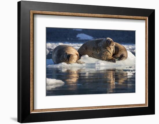 Norway, Svalbard, Spitsbergen. Walrus on Ice-Jaynes Gallery-Framed Photographic Print