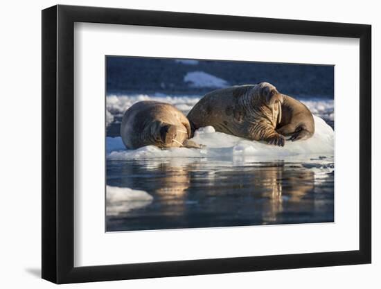 Norway, Svalbard, Spitsbergen. Walrus on Ice-Jaynes Gallery-Framed Photographic Print