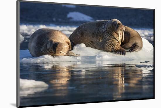 Norway, Svalbard, Spitsbergen. Walrus on Ice-Jaynes Gallery-Mounted Photographic Print