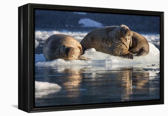 Norway, Svalbard, Spitsbergen. Walrus on Ice-Jaynes Gallery-Framed Premier Image Canvas