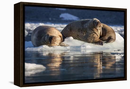 Norway, Svalbard, Spitsbergen. Walrus on Ice-Jaynes Gallery-Framed Premier Image Canvas
