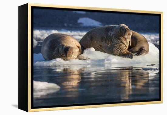 Norway, Svalbard, Spitsbergen. Walrus on Ice-Jaynes Gallery-Framed Premier Image Canvas