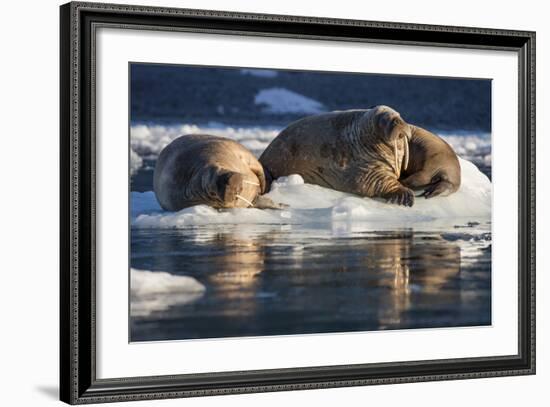 Norway, Svalbard, Spitsbergen. Walrus on Ice-Jaynes Gallery-Framed Photographic Print