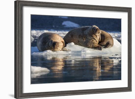 Norway, Svalbard, Spitsbergen. Walrus on Ice-Jaynes Gallery-Framed Photographic Print