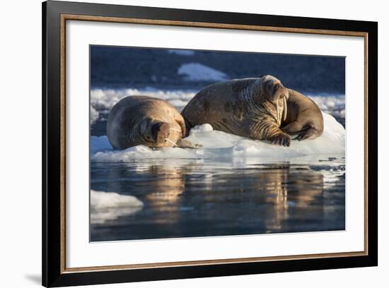 Norway, Svalbard, Spitsbergen. Walrus on Ice-Jaynes Gallery-Framed Photographic Print