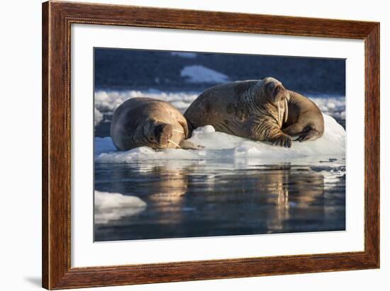 Norway, Svalbard, Spitsbergen. Walrus on Ice-Jaynes Gallery-Framed Photographic Print