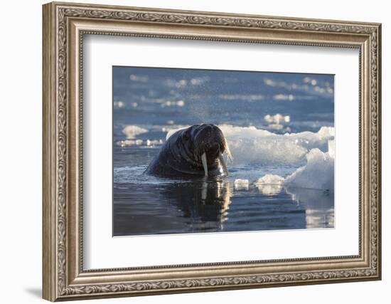 Norway, Svalbard, Spitsbergen. Walrus Surfaces in Water-Jaynes Gallery-Framed Photographic Print