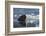 Norway, Svalbard, Spitsbergen. Walrus Surfaces in Water-Jaynes Gallery-Framed Photographic Print