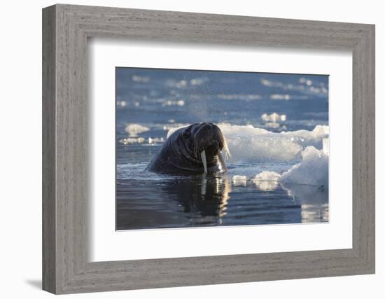 Norway, Svalbard, Spitsbergen. Walrus Surfaces in Water-Jaynes Gallery-Framed Photographic Print