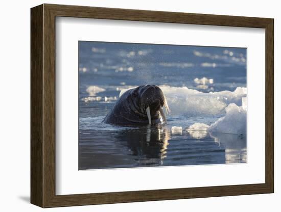 Norway, Svalbard, Spitsbergen. Walrus Surfaces in Water-Jaynes Gallery-Framed Photographic Print