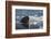 Norway, Svalbard, Spitsbergen. Walrus Surfaces in Water-Jaynes Gallery-Framed Photographic Print