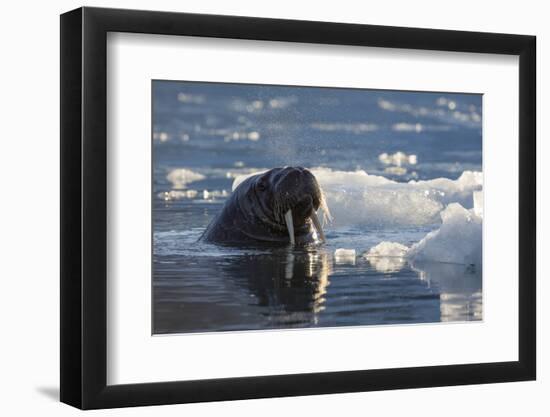 Norway, Svalbard, Spitsbergen. Walrus Surfaces in Water-Jaynes Gallery-Framed Photographic Print