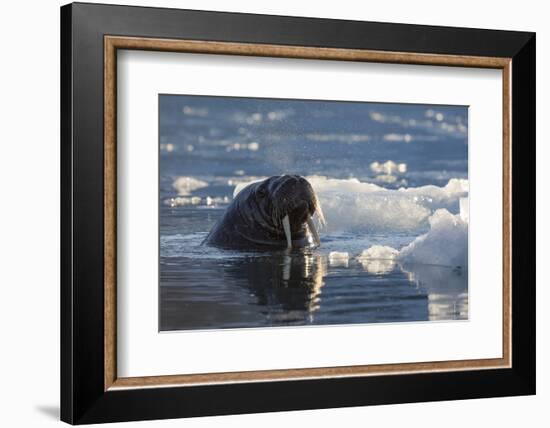 Norway, Svalbard, Spitsbergen. Walrus Surfaces in Water-Jaynes Gallery-Framed Photographic Print