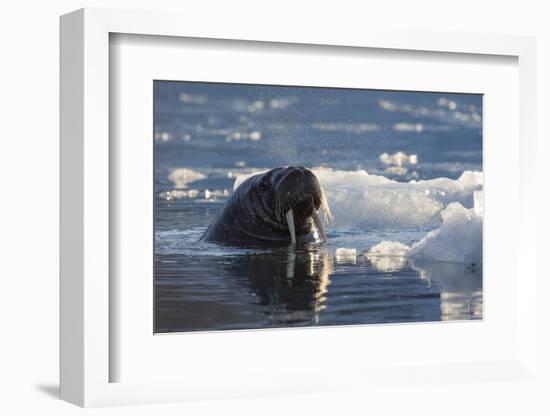 Norway, Svalbard, Spitsbergen. Walrus Surfaces in Water-Jaynes Gallery-Framed Photographic Print