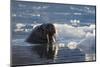 Norway, Svalbard, Spitsbergen. Walrus Surfaces in Water-Jaynes Gallery-Mounted Photographic Print