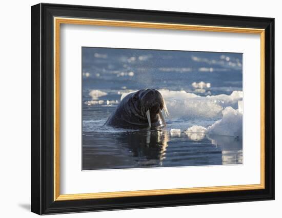 Norway, Svalbard, Spitsbergen. Walrus Surfaces in Water-Jaynes Gallery-Framed Photographic Print