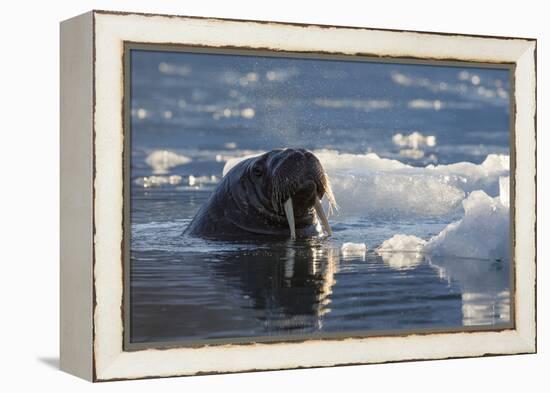 Norway, Svalbard, Spitsbergen. Walrus Surfaces in Water-Jaynes Gallery-Framed Premier Image Canvas