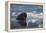 Norway, Svalbard, Spitsbergen. Walrus Surfaces in Water-Jaynes Gallery-Framed Premier Image Canvas