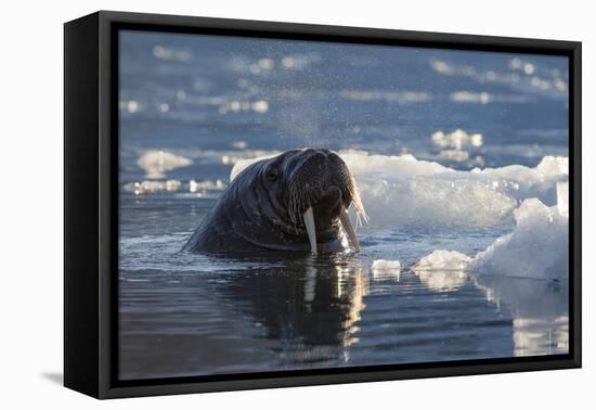 Norway, Svalbard, Spitsbergen. Walrus Surfaces in Water-Jaynes Gallery-Framed Premier Image Canvas