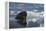 Norway, Svalbard, Spitsbergen. Walrus Surfaces in Water-Jaynes Gallery-Framed Premier Image Canvas