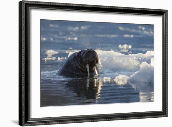 Norway, Svalbard, Spitsbergen. Walrus Surfaces in Water-Jaynes Gallery-Framed Photographic Print