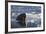 Norway, Svalbard, Spitsbergen. Walrus Surfaces in Water-Jaynes Gallery-Framed Photographic Print