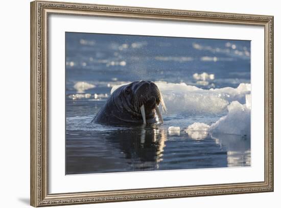 Norway, Svalbard, Spitsbergen. Walrus Surfaces in Water-Jaynes Gallery-Framed Photographic Print