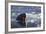 Norway, Svalbard, Spitsbergen. Walrus Surfaces in Water-Jaynes Gallery-Framed Photographic Print