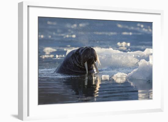 Norway, Svalbard, Spitsbergen. Walrus Surfaces in Water-Jaynes Gallery-Framed Photographic Print