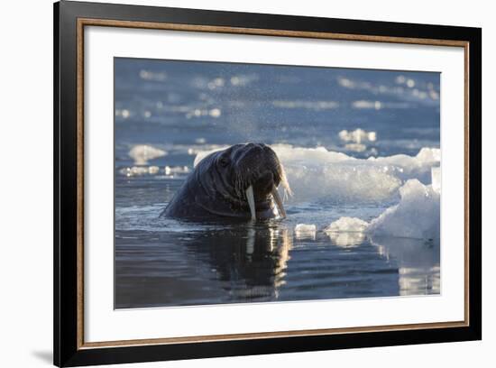 Norway, Svalbard, Spitsbergen. Walrus Surfaces in Water-Jaynes Gallery-Framed Photographic Print