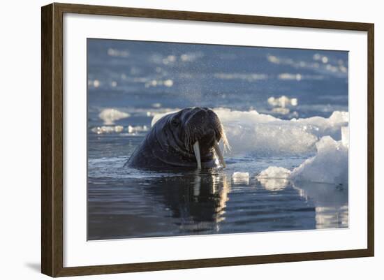 Norway, Svalbard, Spitsbergen. Walrus Surfaces in Water-Jaynes Gallery-Framed Photographic Print