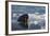 Norway, Svalbard, Spitsbergen. Walrus Surfaces in Water-Jaynes Gallery-Framed Photographic Print