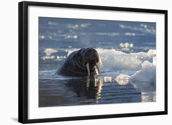 Norway, Svalbard, Spitsbergen. Walrus Surfaces in Water-Jaynes Gallery-Framed Photographic Print