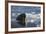 Norway, Svalbard, Spitsbergen. Walrus Surfaces in Water-Jaynes Gallery-Framed Photographic Print