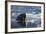 Norway, Svalbard, Spitsbergen. Walrus Surfaces in Water-Jaynes Gallery-Framed Photographic Print