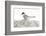 Norway, Svalbard. Sterna Paradisaea, Arctic Tern Standing on a Beach Pebble-David Slater-Framed Photographic Print