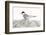 Norway, Svalbard. Sterna Paradisaea, Arctic Tern Standing on a Beach Pebble-David Slater-Framed Photographic Print