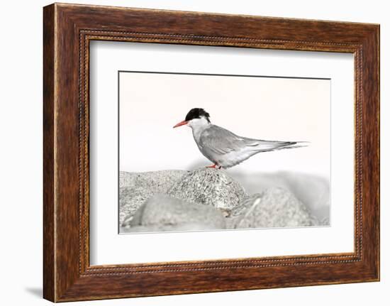 Norway, Svalbard. Sterna Paradisaea, Arctic Tern Standing on a Beach Pebble-David Slater-Framed Photographic Print