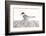 Norway, Svalbard. Sterna Paradisaea, Arctic Tern Standing on a Beach Pebble-David Slater-Framed Photographic Print