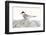 Norway, Svalbard. Sterna Paradisaea, Arctic Tern Standing on a Beach Pebble-David Slater-Framed Photographic Print