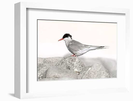 Norway, Svalbard. Sterna Paradisaea, Arctic Tern Standing on a Beach Pebble-David Slater-Framed Photographic Print