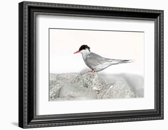 Norway, Svalbard. Sterna Paradisaea, Arctic Tern Standing on a Beach Pebble-David Slater-Framed Photographic Print