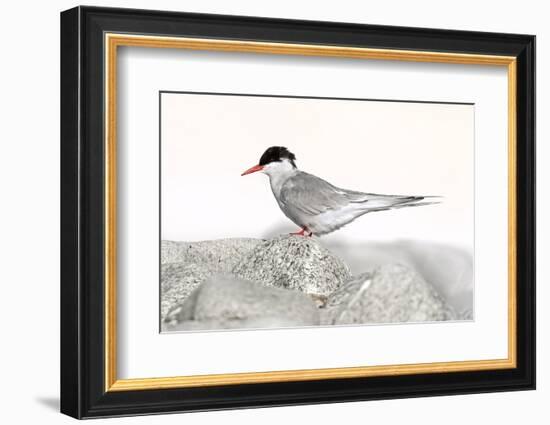 Norway, Svalbard. Sterna Paradisaea, Arctic Tern Standing on a Beach Pebble-David Slater-Framed Photographic Print