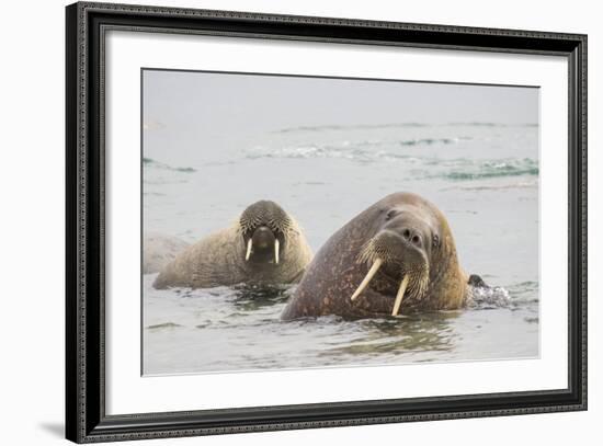 Norway, Svalbard, Walrus in Water-Ellen Goff-Framed Photographic Print