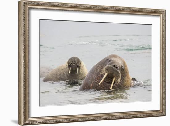 Norway, Svalbard, Walrus in Water-Ellen Goff-Framed Photographic Print