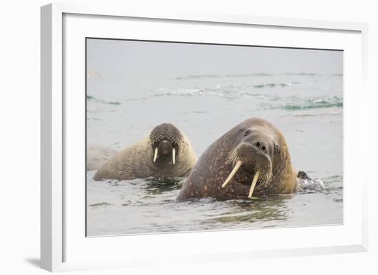 Norway, Svalbard, Walrus in Water-Ellen Goff-Framed Photographic Print