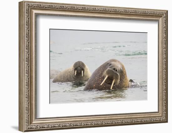 Norway, Svalbard, Walrus in Water-Ellen Goff-Framed Photographic Print