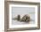 Norway, Svalbard, Walrus in Water-Ellen Goff-Framed Photographic Print